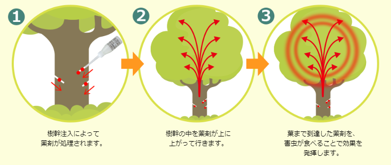 樹幹注入メカニズム
