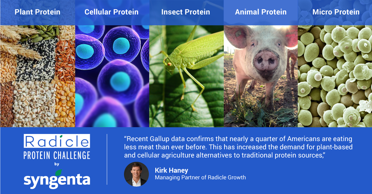 Radicle protein challenge by Syngenta