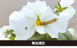 無処理区（メインスプリングフローラ顆粒水和剤）
