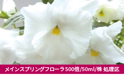 メインスプリングフローラ顆粒水和剤処理区